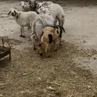 غنم صنف حريه