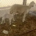 متبع صفرا