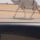 ضروبه وضحا طيبه سعرها مناسب