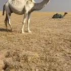 للبيع لقحه ثالثها في بطنها امر لها 15يوم وعلى جميع الشروط