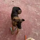 للبيع جيرمن انثى