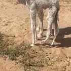 تم البيع الله يبارك إلا راعيها