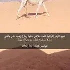 لقحه بكر وضحا