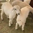 طليان