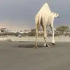 لقحه لقحات العدد خمسس للبيع جمله ولا يتصل الا الصامل