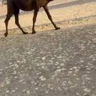 لقحه مجهم
