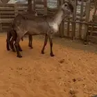 للبيع ساكنيه متبع