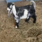 تيس عارضي