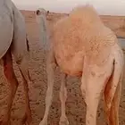 قعود للبيع