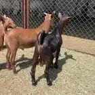 خرفان وتيوس للبيع