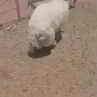 للبيع خروف العمر 4اشهور طيب بالحيل