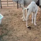 خلفه مناح وهديه