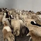 طليان رفيدي 35 راس سمان فل