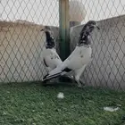 جوز علي ولا
