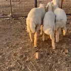 طليان طيبه واحد عمره سبعه شهور وثنين اعمرها أربعة شهور