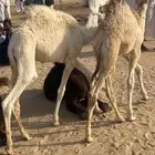 قعدان