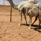 للبيع وضحا كفو عشرا تحتها قعود اسن سديس سليمه وشرط ف ضرماء