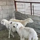 شاه و طليين