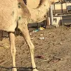 شماليه جذعه مقنوي مشروطه فيها قرع وقدهو رايح منها