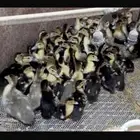 صوص بط مكسوفي شهرمان بح