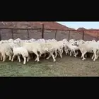 ضان العدد 48 تحتها 2 دفيع الباقي السوم 1300