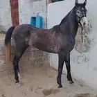 حصان للبيع وسليم لايجي الصامل.