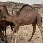 قعود احمر مشروع فحل طيب العمر10 شهور