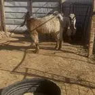 تيسين وجفره