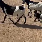 معزاء مشاريك خلفات