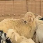 فحل عيسي منتج