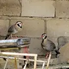 ابيلي قهبي او حمام فاكه ( وليف )