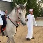 حصان شعبي سبوق