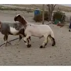 جذع نعيم صنف خصم الخصم