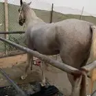 خيل حصان