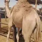 قعود مناسبات بلدي