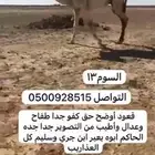 قعود على الحاكم طييب جدا سومه13