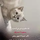 قط مفقود