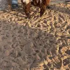 تيوس ودواغير حريات
