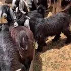 تيوس طيبه