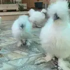 دجاج قطني امريكي TOP