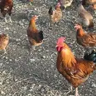 فروخ دجاج فرنسي جانبو