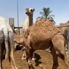 حاشي شحم فل