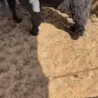 تيوس للبيع