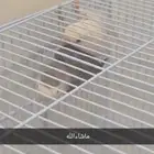 طيور روز منتجين