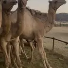 قعدان للبيع