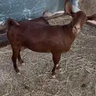 معزا