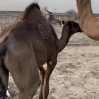 خلفه هديه مشروطه