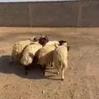 4 خرفان و2 رخال