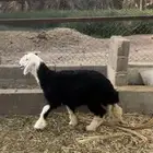 رخل نجدية ذبيحة ( تم البيع )