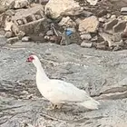 بط للبيع